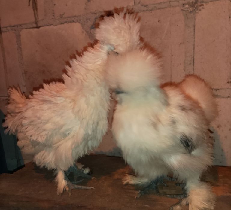 Silki USA silka jedwabista lokowana satynowa