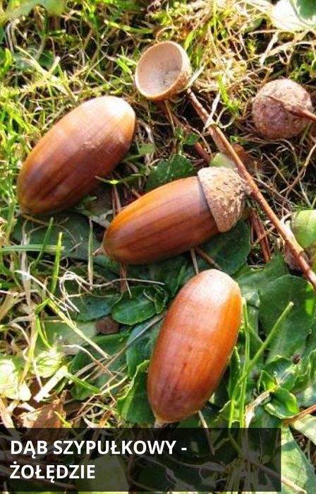 Skup KASZTANÓW i żołędzi 0,7gr za kg