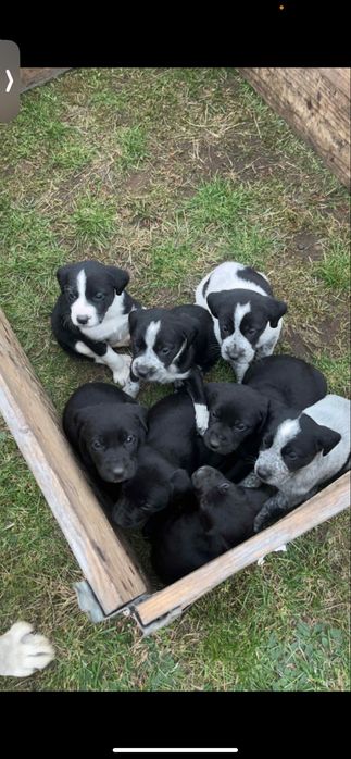 Oddam w dobre ręce szczeniaki – mama Labrador