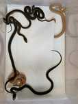 Wąż pończosznik Thamnophis eques obscurus albino, het. albino cb25