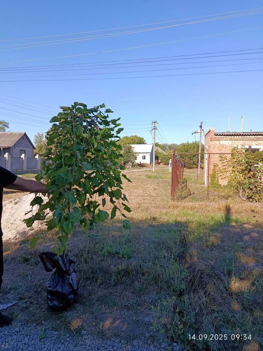 Шовковиця саджанець штамбова плакучая шелковица саженец (обмен)