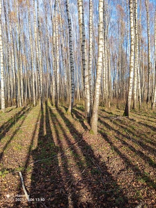 Sprzedam brzozę duże ilosci !