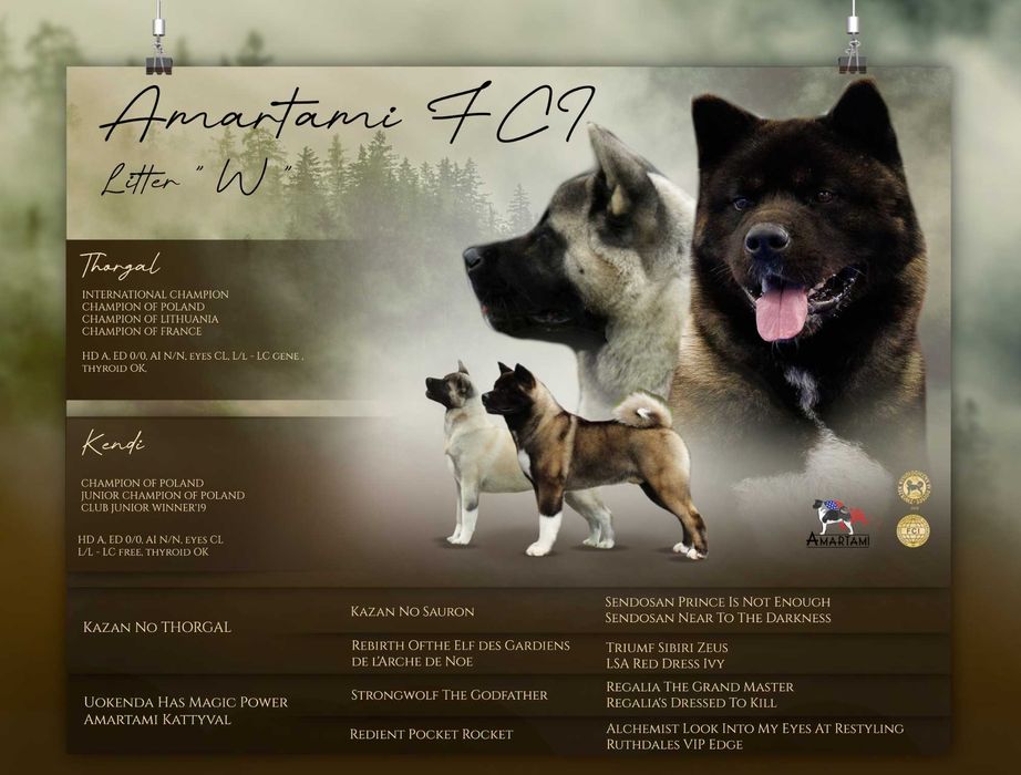 Akita amerykańska samica - DEXA