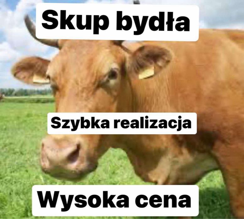 Byki krowy jałówki odsatki