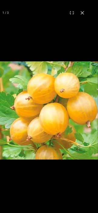 Крыжовник жёлтый Медовый премиум.