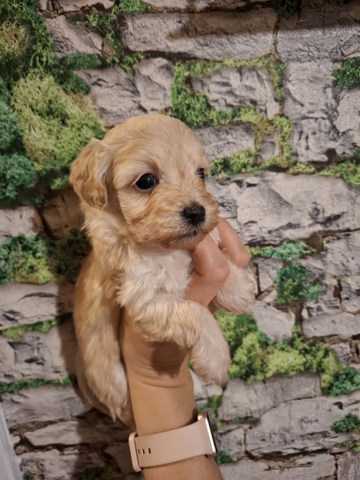 Maltipoo ostatnia suczka pudel miniaturowy/maltańczyk