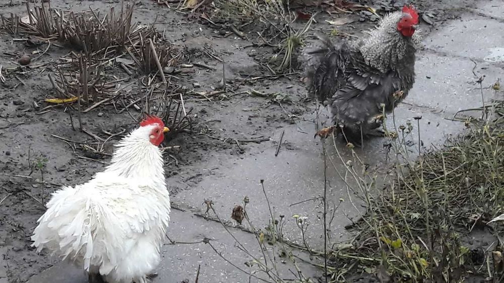 Півні міні кохінхін-фрізлі