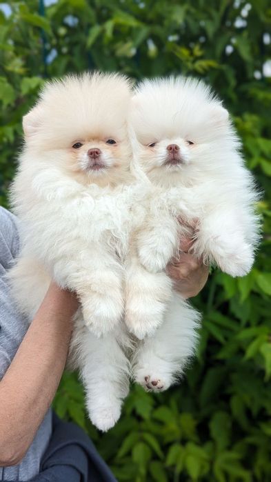 Померанский Лео Максимилиан. Вязка.