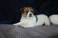 Jack Russell Terrier FCI ZKwP piesek