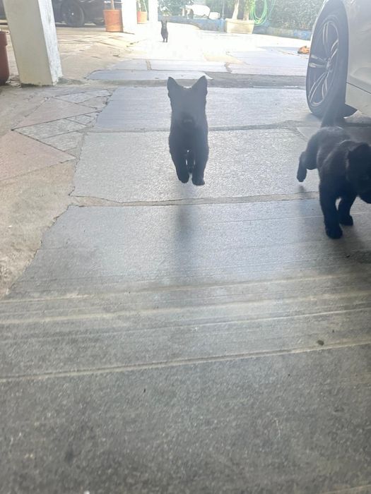 Cachorra fêmea pastora alemã 2 meses