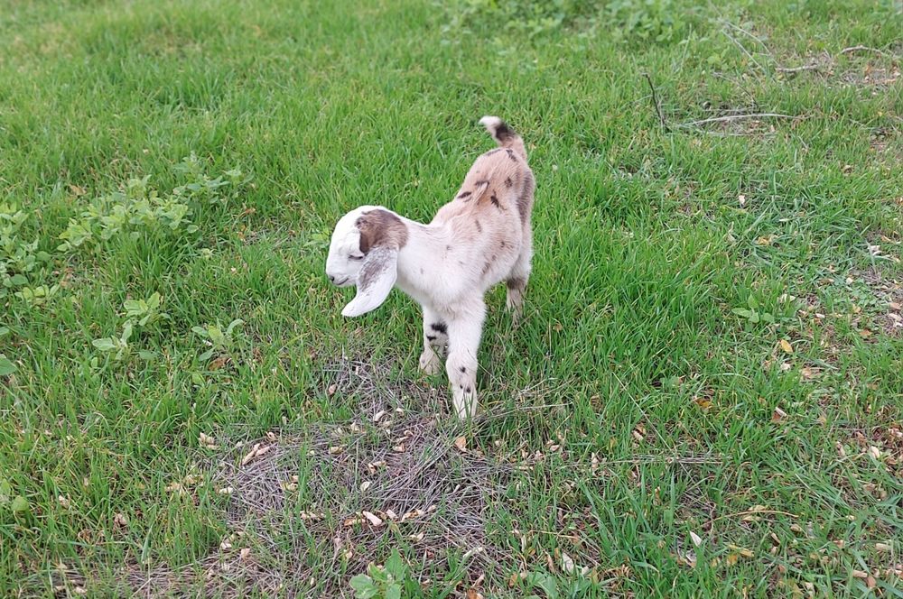 Козёл 96% Англонубиец