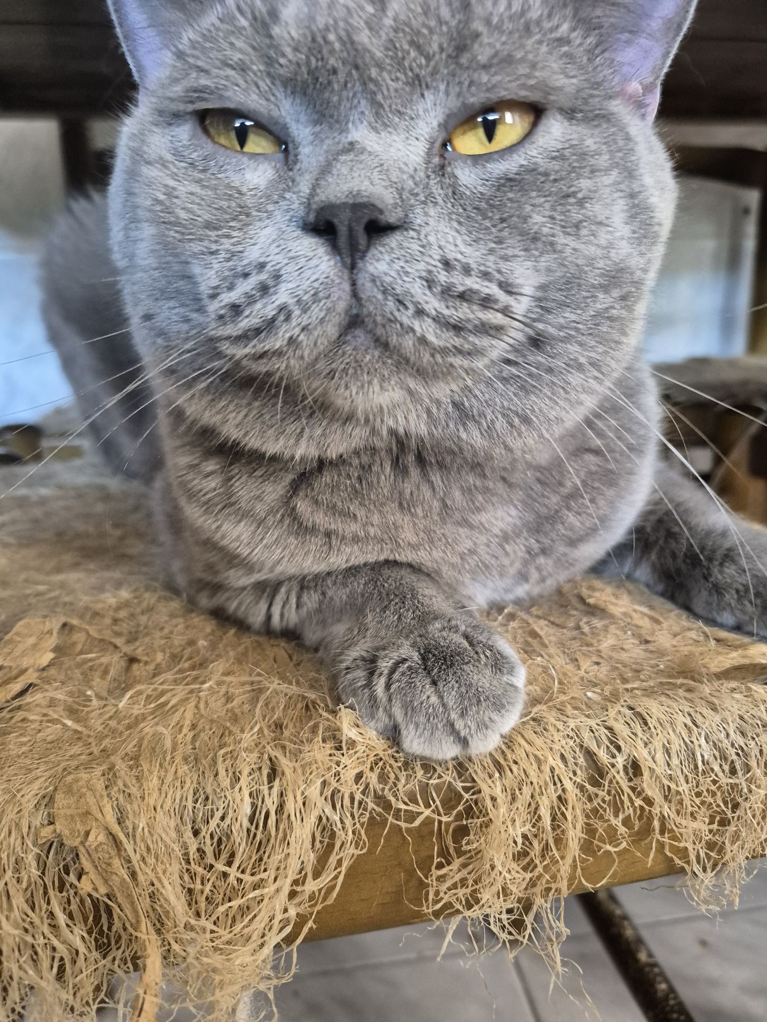 British shortair femea tabby