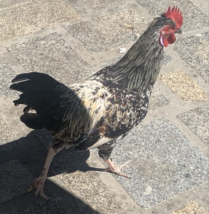Galo da india