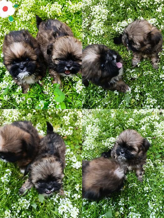 Маленький красунчик Ши-тцу, 3 місяці, Київ