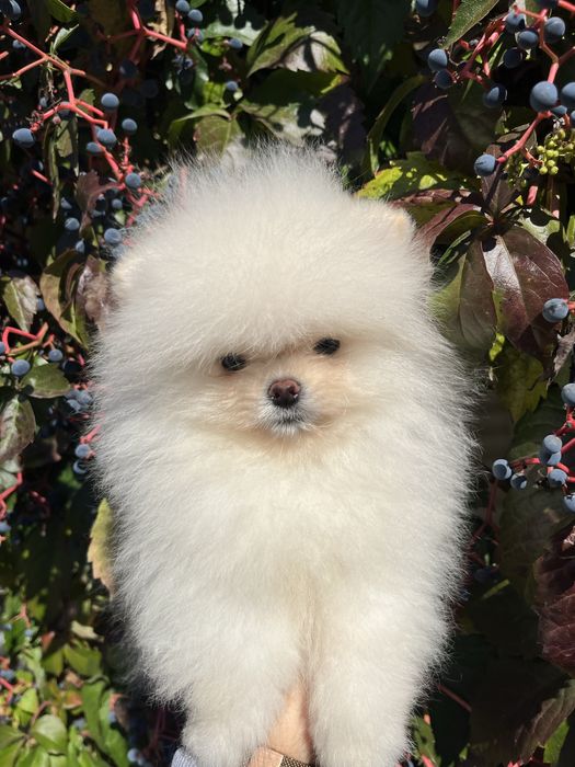 Хлопчик міні шпіц білого кольору