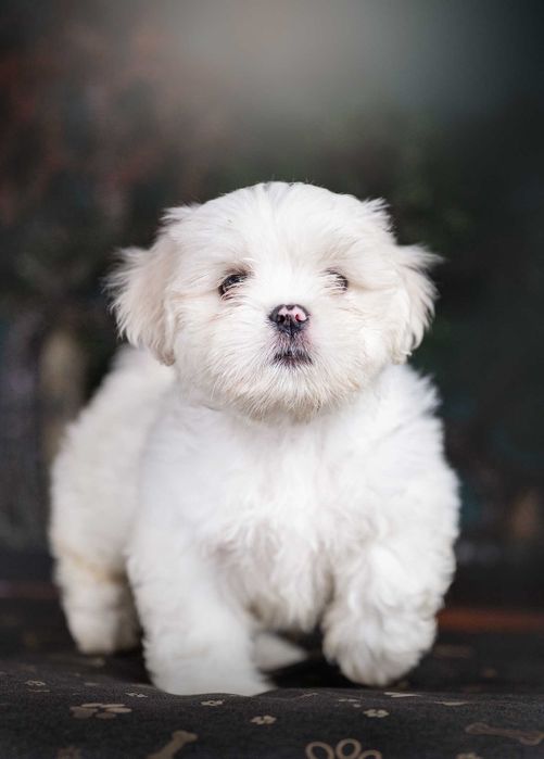 Lhasa Apso - rodowód FCI