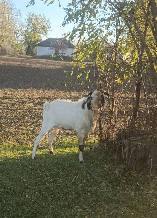 Продам англонубійця