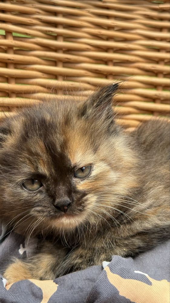 Кошеня кіт киця котенята