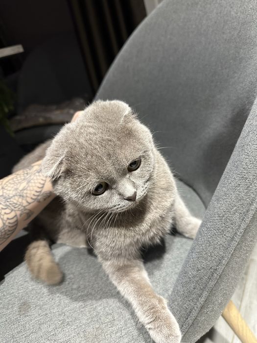 Кошка выслоухая