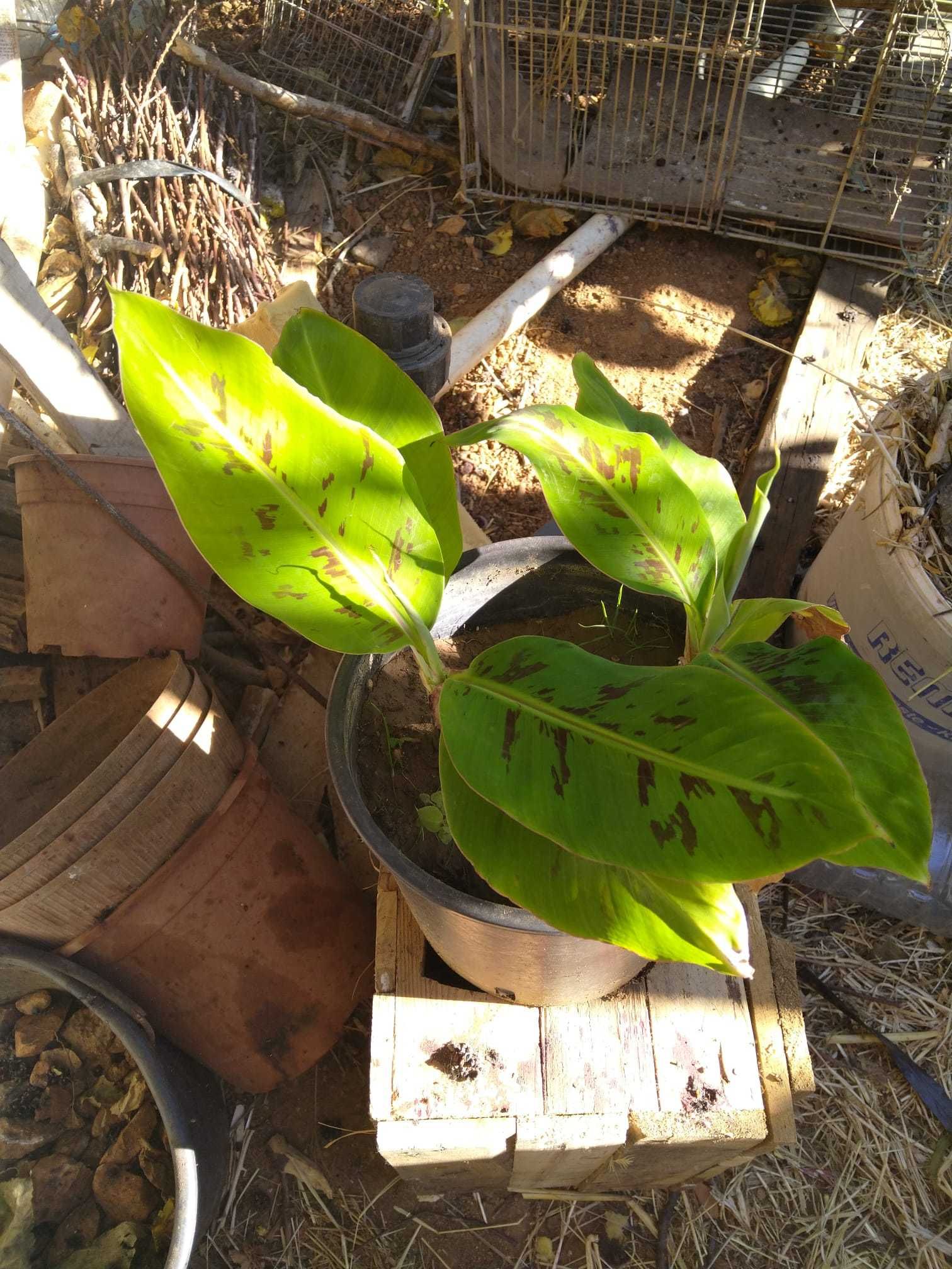 Bananeiras da Madeira e banana pão vários tamanhos
