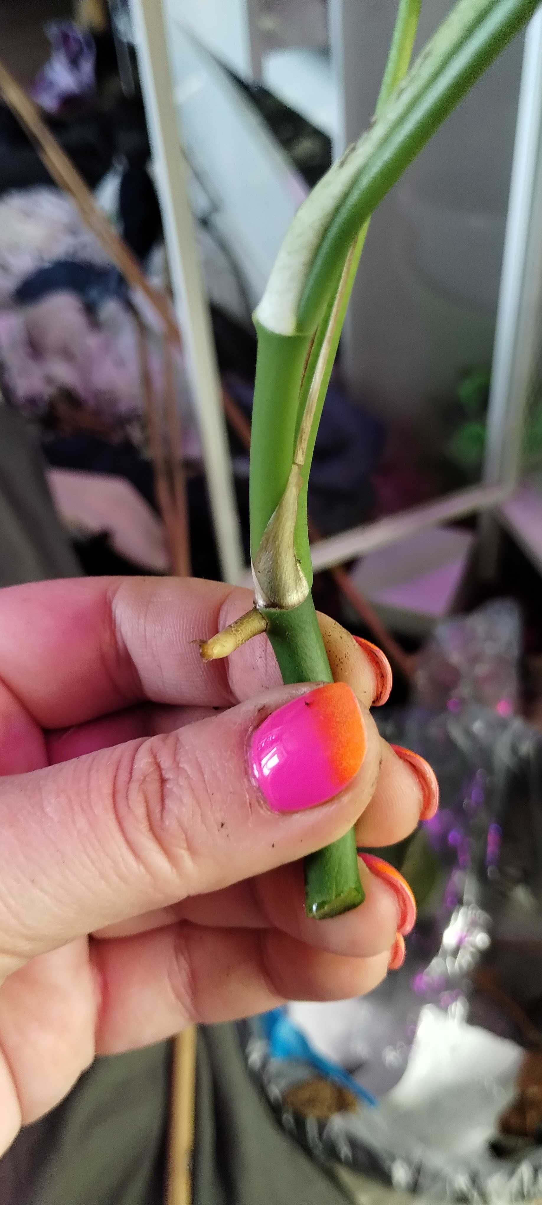 raphidophora tetrasperma/monstera piccolo/minima