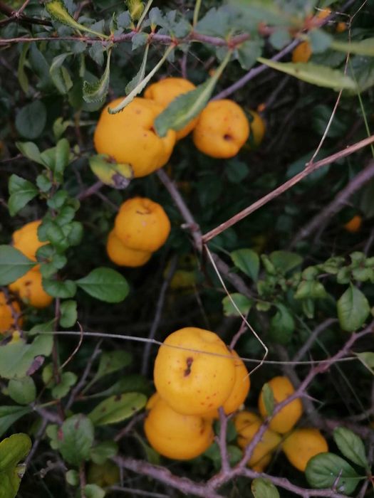 Owoce Pigwowca Japońskiego Pigwa wysylka sok