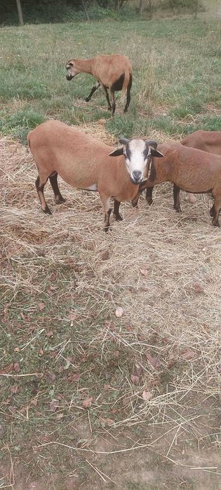 Barbadosy (owce,tryk)