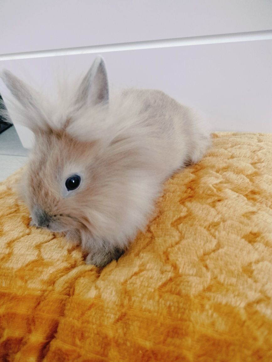 Królik miniaturka