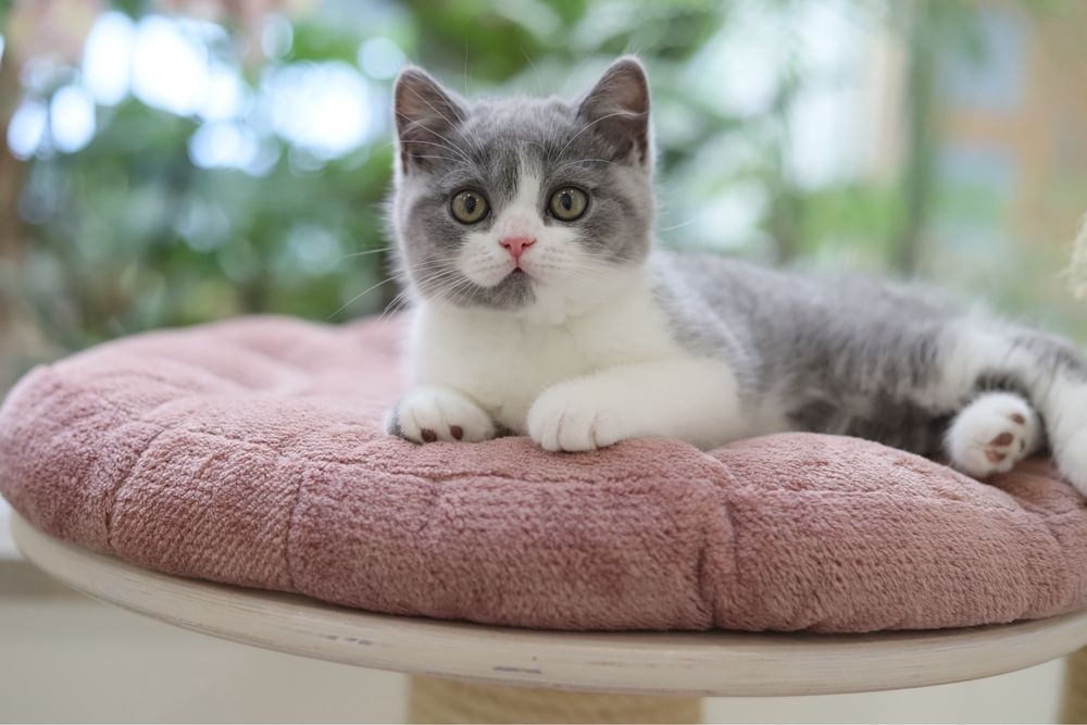 Macho British Shorthair  com LOP