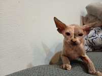 Gatinha sphynx  2 meses