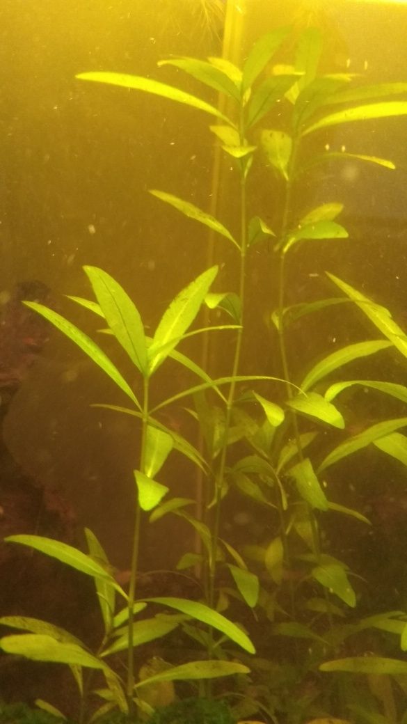 Nadwódka Wielonasienna (Hygrophila Polysperma)