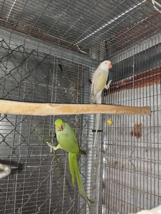 Ring necks e agapórnis para troca