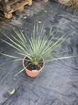 Yucca Rostrata 65cm