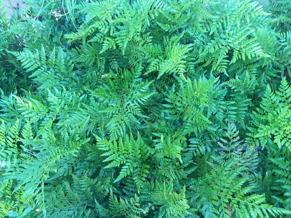 Fetos para arranjos florais