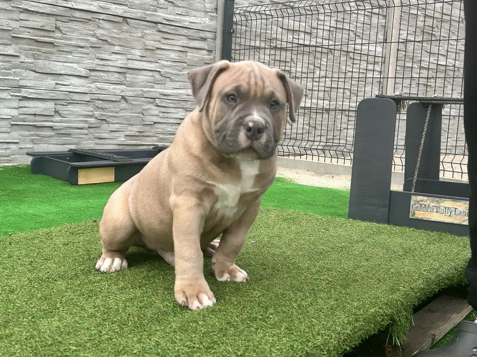 American bully szczeniak samiec abkc