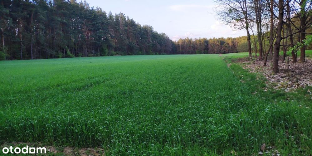 Działki budowlane w Jeruzalu - "Wilkowyjach"
