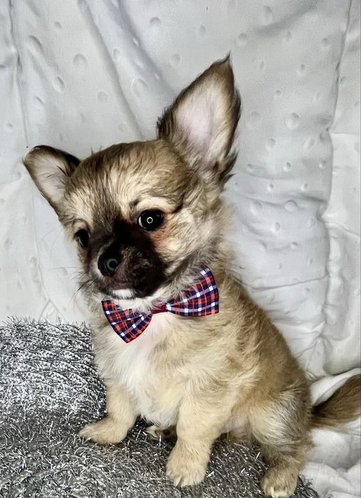 Chihuaua gotowy do odbioru