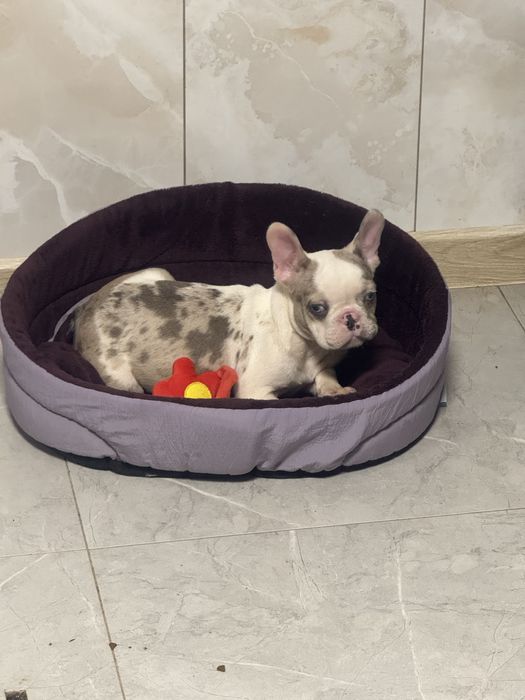 Блакитноока крихітка 3 місяці