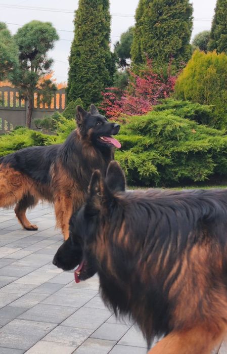 Owczarek Niemiecki Długowłosy. Suczka - szczenię