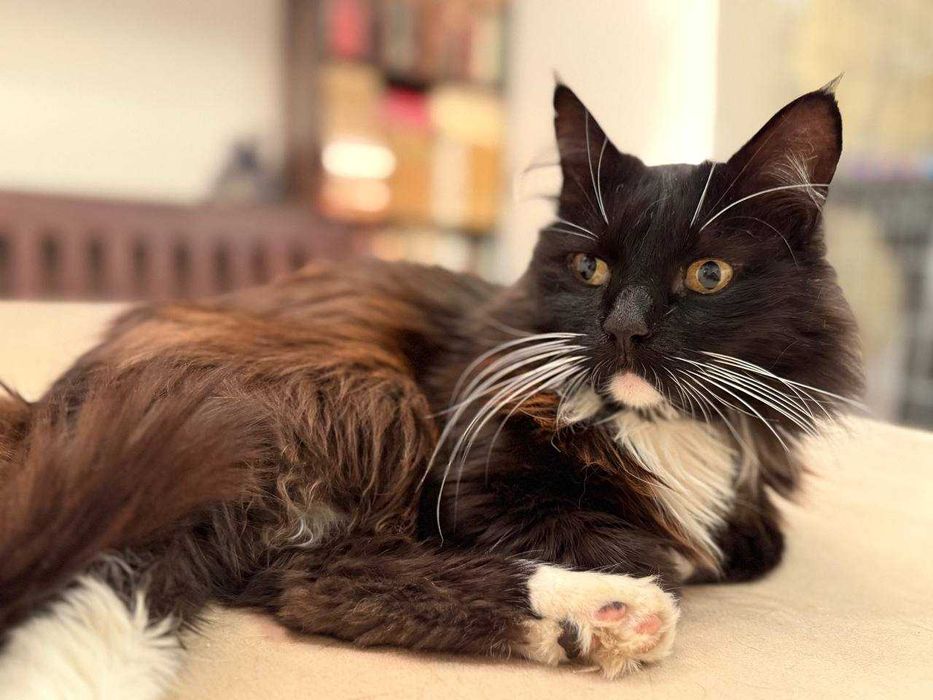 ніжний котик , лагідний кіт , пухнастий і цікавий