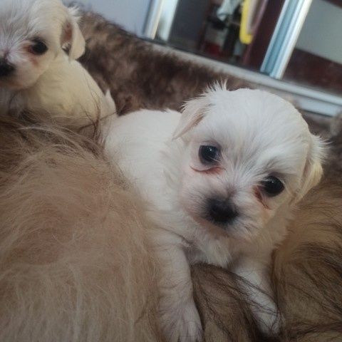 Piesek Samiczka Suczka Suka Maltańczyk Miniaturka