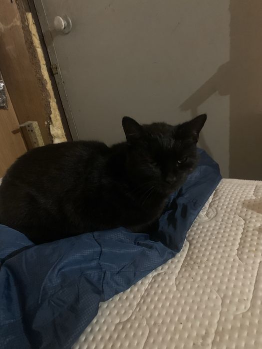 Oddam Kotkę Piękna po sterylizacji