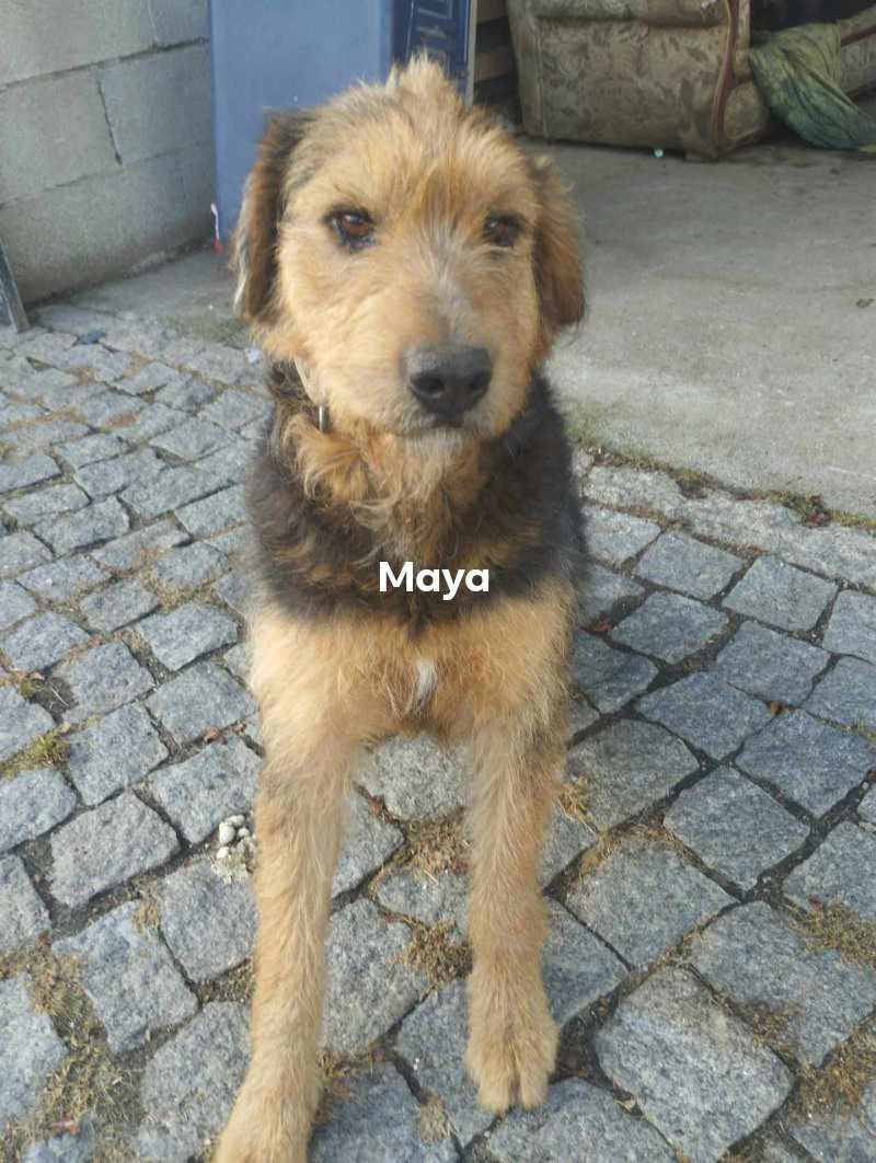 Maya para adoção muito responsável