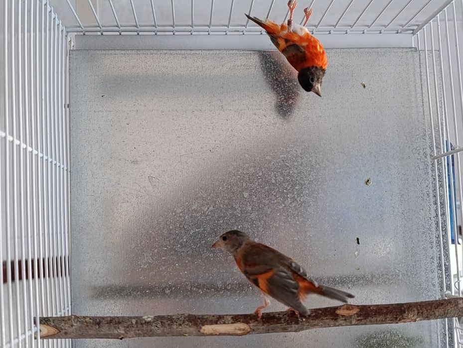 Cedência de cardinalitos