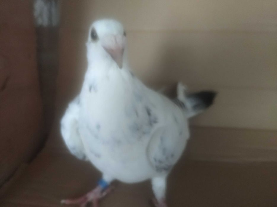 Gołębie staropolskie