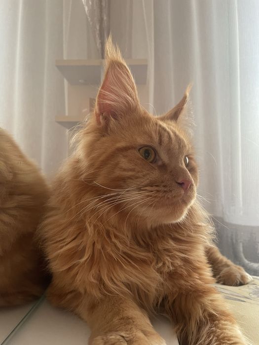 ТЕРМІНОВО!!!Мейн кун ! Віддаю хорошого котика бо виїжаю за кордон!