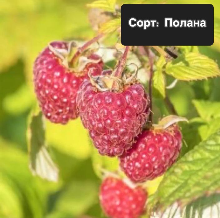 Саджанці ремонтантних та не ремонтантних сортів малини