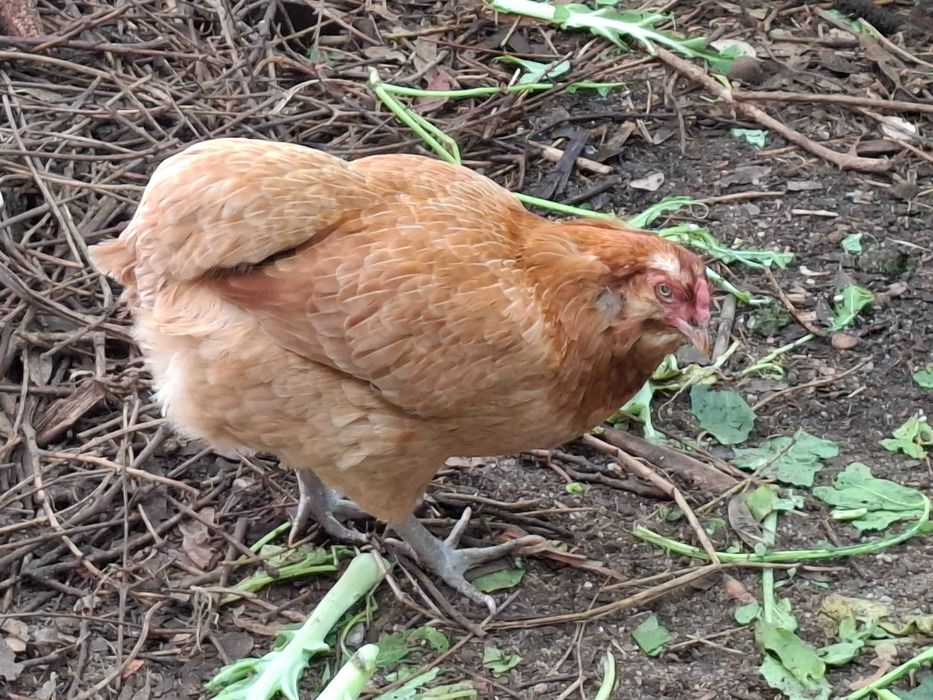 Galinhas de ovos azuis e castanhos