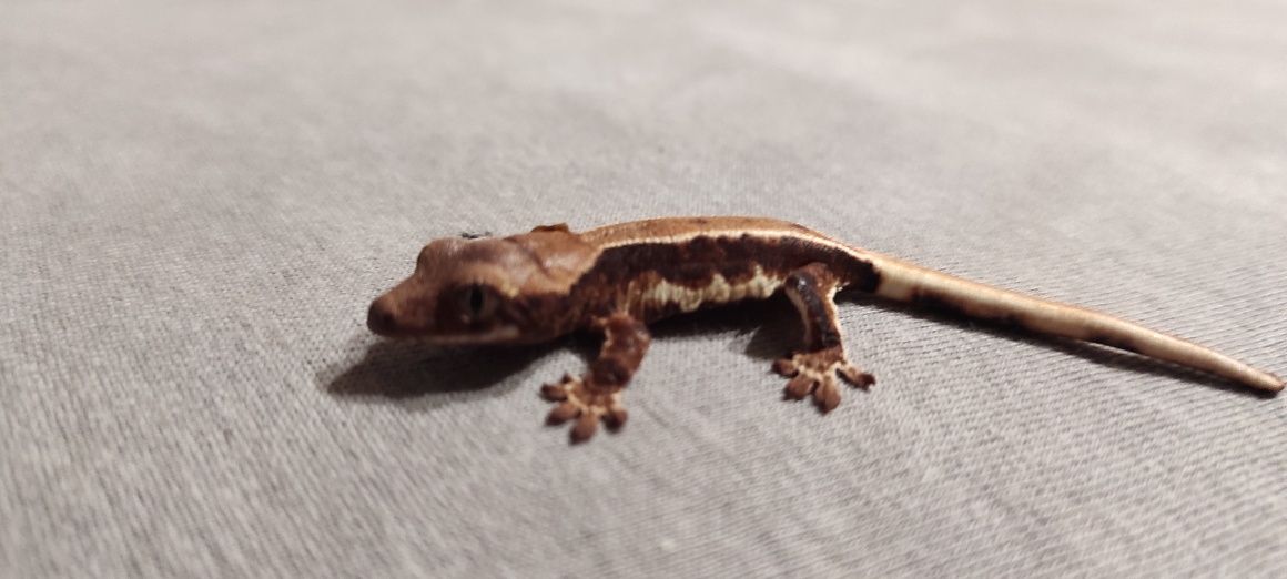 Gekon orzęsiony crested Geckos SAMICA SAMIEC