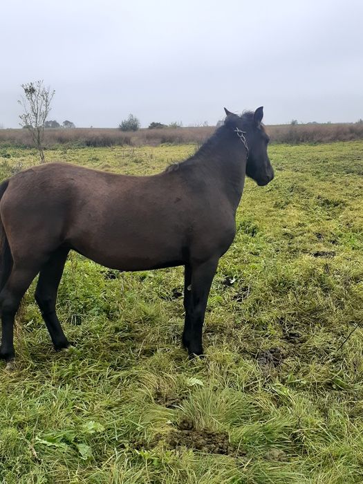 Продається кобила і лошиця (с. Вузлове Шептицький р-н)